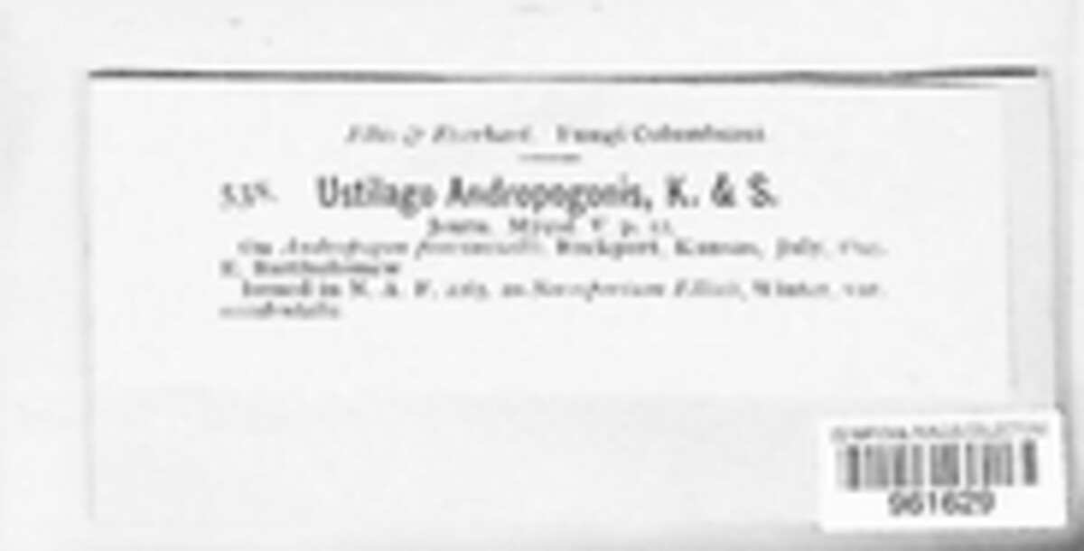 Ustilago andropogonis image